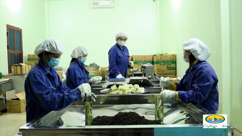 Chế biến chè Shan tuyết xuất khẩu tại Hợp tác xã Chè Phìn Hồ.