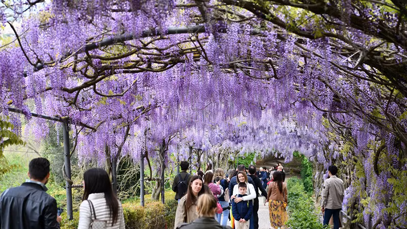 Người dân thưởng thức những bông hoa tử đằng tại Villa Bardini ở Florence, Italia. (Ảnh: THX)