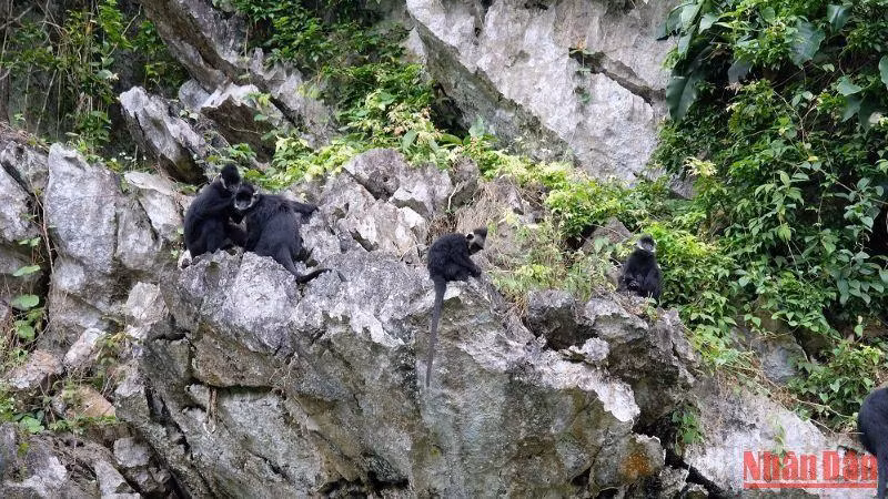 Voọc gáy trắng sống trên núi đá vôi của huyện Tuyên Hóa, tỉnh Quảng Bình. (Ảnh: HƯƠNG GIANG)