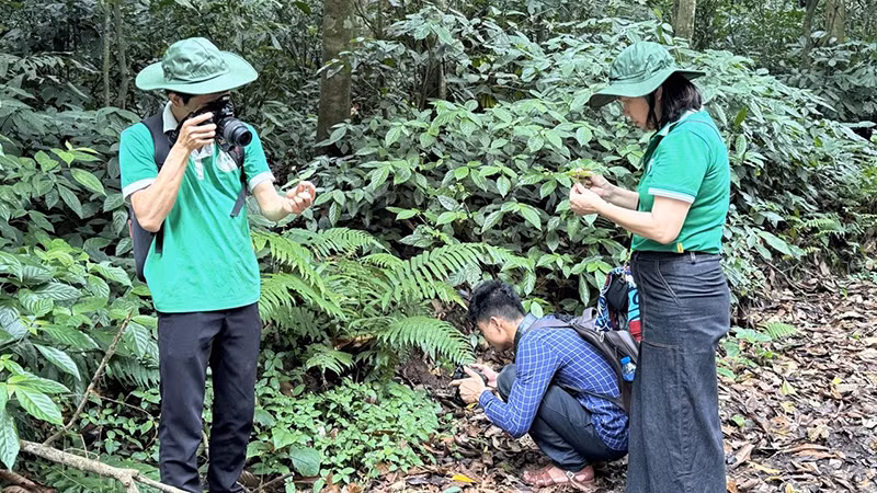 Các chuyên gia khảo sát, thu thập mẫu các loại cây thuốc tại Vườn quốc gia Cúc Phương.