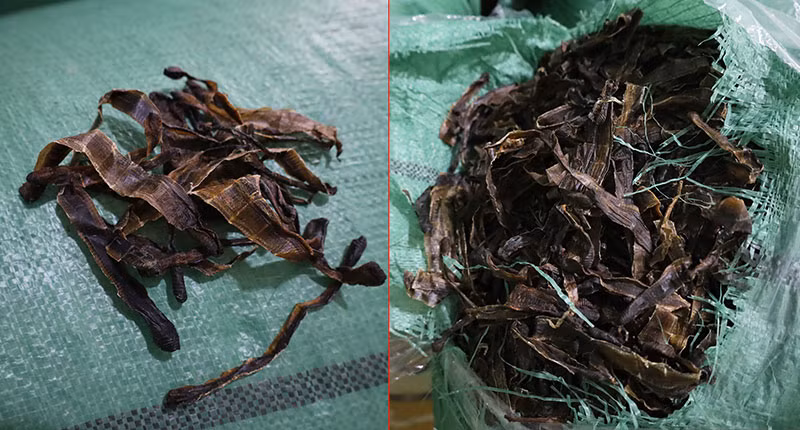 Giun đất phơi sấy khô. (Ảnh: CAND)