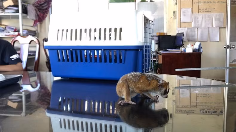 Một cá thể cu-li người dân giao nộp cho cơ quan chức năng.