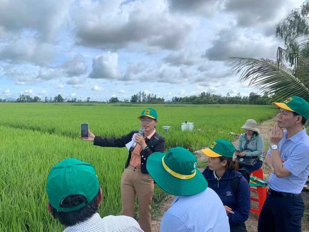 Cán bộ khuyến nông hướng dẫn canh tác thông minh cho thành viên Hợp tác xã Dịch vụ nông nghiệp Thanh niên Phú Hòa, xã Tân Hội, huyện Tân Hiệp, tỉnh Kiên Giang. (Ảnh MINH ANH)