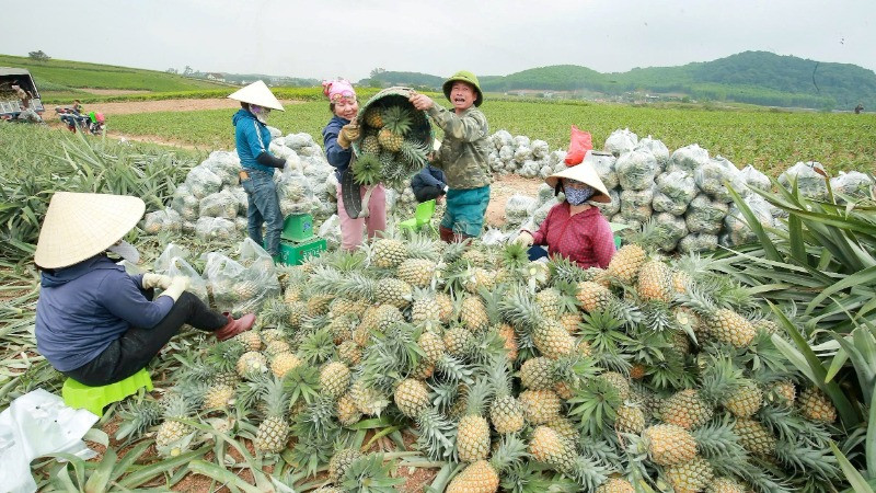Nông dân huyện Quỳnh Lưu làm chủ kỹ thuật trồng rải vụ, cho nên dứa được thu hoạch ở nhiều thời điểm, giá cao.
