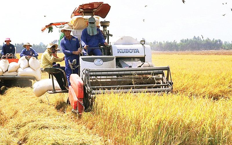 Cánh đồng lúa gạo đặc sản của Hợp tác xã nông nghiệp Buôn Choáh.