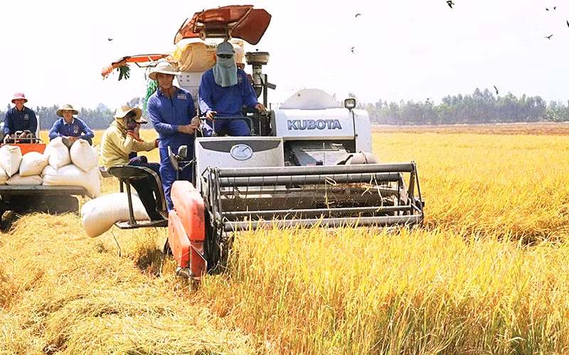 Cánh đồng lúa gạo đặc sản của Hợp tác xã nông nghiệp Buôn Choáh.