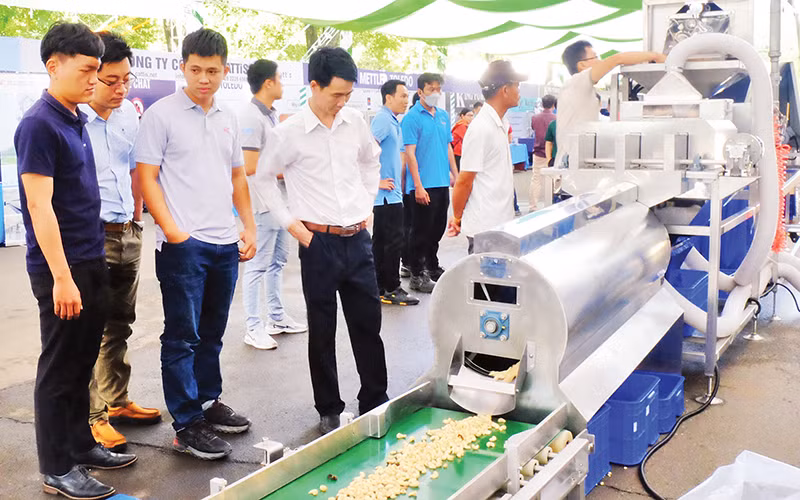 Trình diễn công nghệ chế biến hạt điều ở Bình Phước.