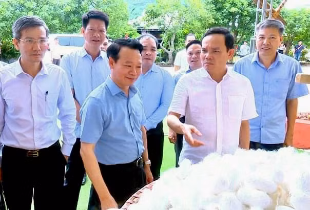 Phó Thủ tướng Trần Lưu Quang thăm vùng nguyên liệu dâu tằm tơ tại huyện Trấn Yên, tỉnh Yên Bái.