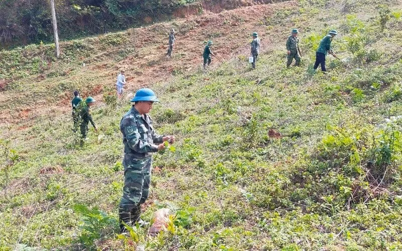 Cán bộ, chiến sĩ Đồn Biên phòng Phiêng Pằn trồng cây keo tại vườn đồi, thao trường. Ảnh: Quốc Tuấn