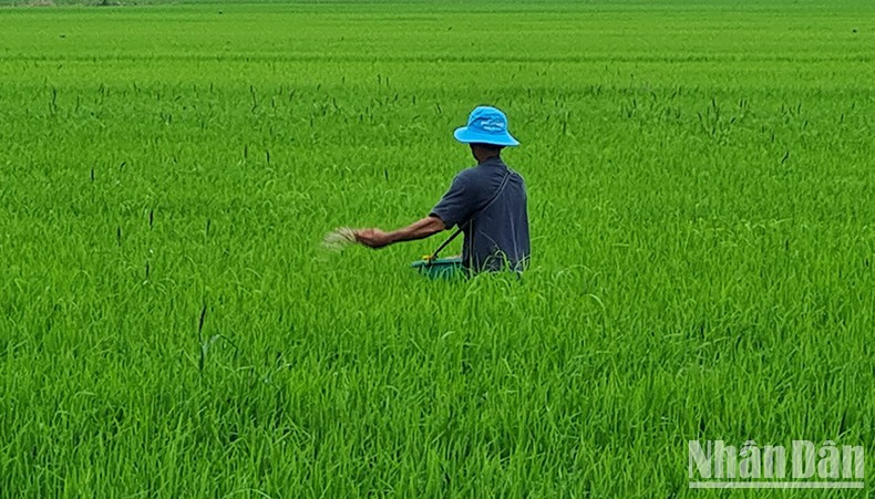 Nông dân Hậu Giang bón phân, chăm sóc lúa. Ảnh: PHÙNG DŨNG