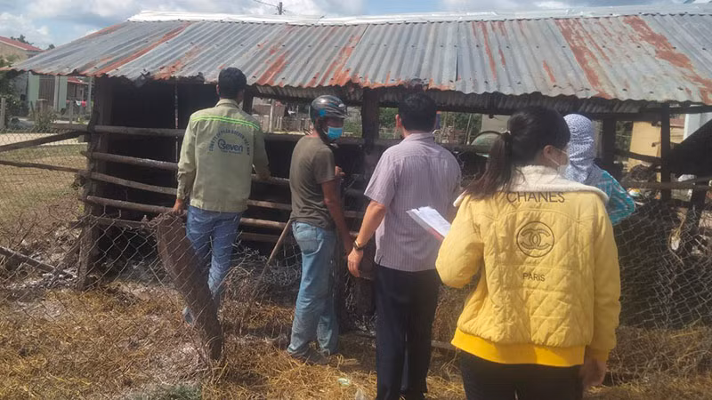 Cán bộ Chi cục Chăn nuôi và Thú y tỉnh Gia Lai kiểm tra dịch bệnh tại làng Bông Pim Ta, huyện Mang Yang.