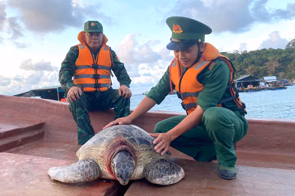 Cán bộ Đồn Biên phòng Thổ Châu đưa rùa ra biển thả về lại đại dương. (Ảnh: Đồn Biên phòng Thổ Châu cung cấp). 