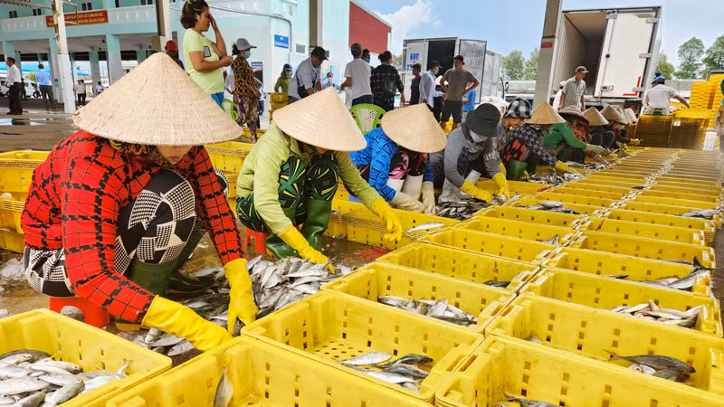 6 tháng đầu năm 2023, khai thác và nuôi trồng thủy sản của Kiên Giang hơn 357.800 tấn. 6 tháng đầu năm 2023, khai thác và nuôi trồng thủy sản của Kiên Giang hơn 357.800 tấn.