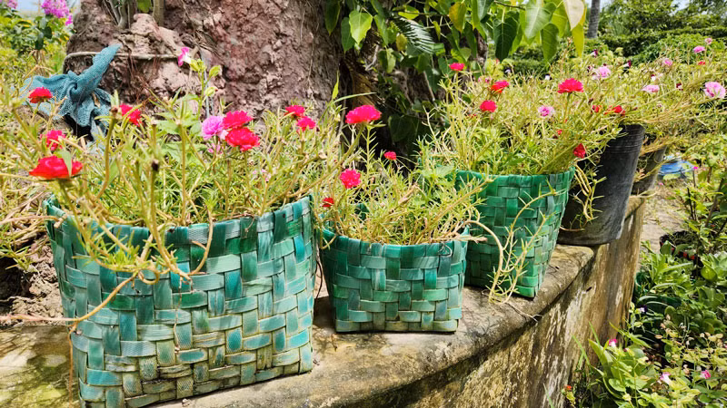 Chậu trồng hoa kiểng.