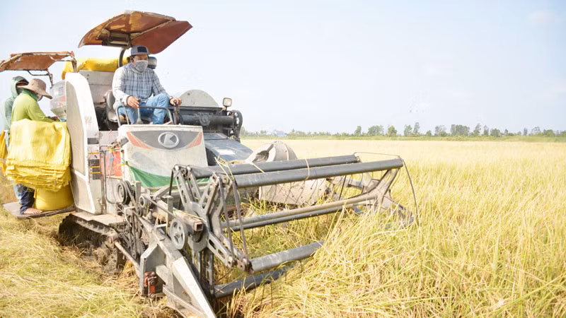 Kiên Giang thu hoạch 75,4% diện tích gieo trồng lúa, sản lượng ước 3,6 triệu tấn.