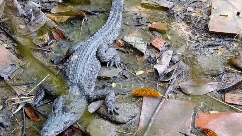 Cá sấu xổng chuồng.