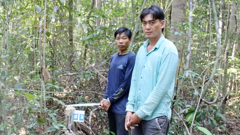 Hai trong nhóm các đối tượng khai thác gỗ trái phép bị bắt. (Ảnh: Kiểm lâm cung cấp). Hai trong nhóm các đối tượng khai thác gỗ trái phép bị bắt. (Ảnh: Kiểm lâm cung cấp).