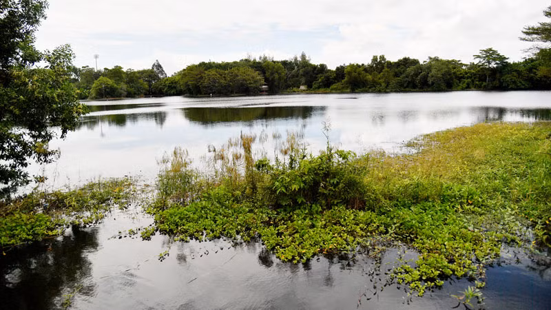 Ao nước tại Công viên văn hóa An Hòa.