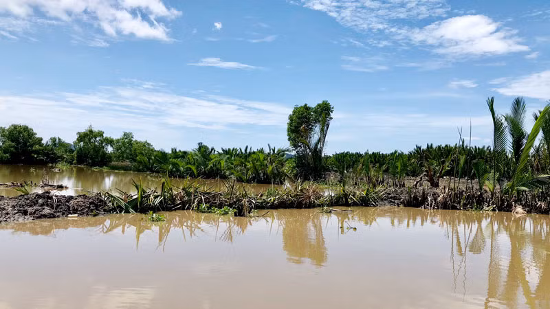 Nhiều người chặt dừa nước rồi đắp đập bao chiếm đất. Nhiều người chặt dừa nước rồi đắp đập bao chiếm đất.
