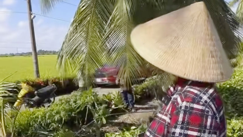 Lấy cây cột cờ sắt để hái dừa, vợ chồng ở Kiên Giang bị điện giật tử vong. 