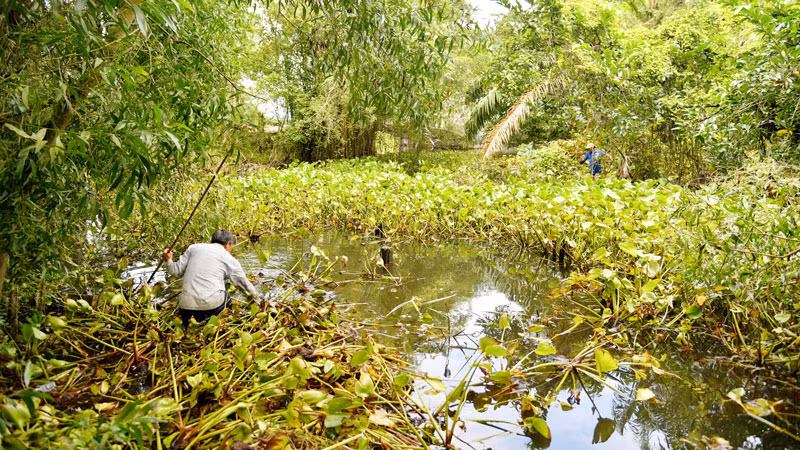 Lực lượng chức năng và người dân vớt lục bình và tiếp tục truy bắt 4 con cá sấu xổng chuồng còn lại. 