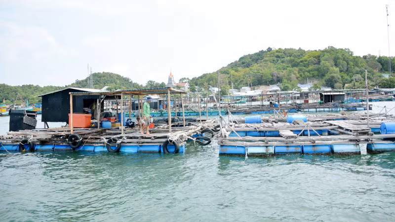 Nuôi cá lồng bè ở xã đảo Tiên Hải, thành phố Hà Tiên.