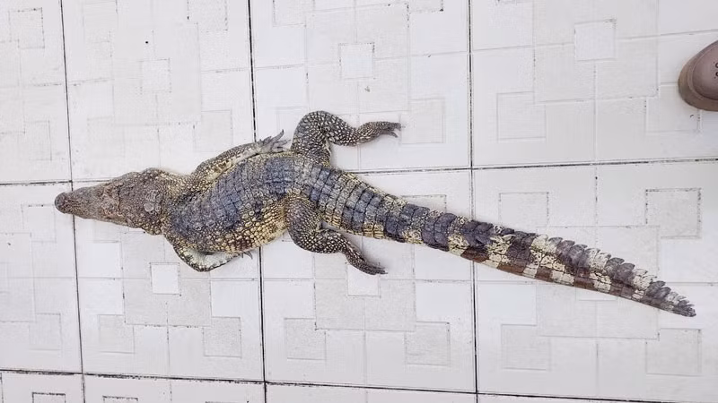 Con cá sấu bị bắt sáng 16/11.