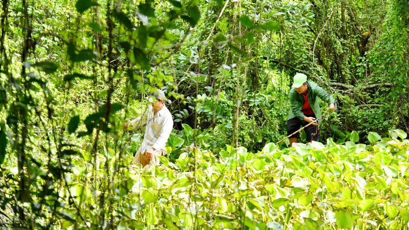 Lực lượng chức năng truy bắt cá sấu xổng chuồng.