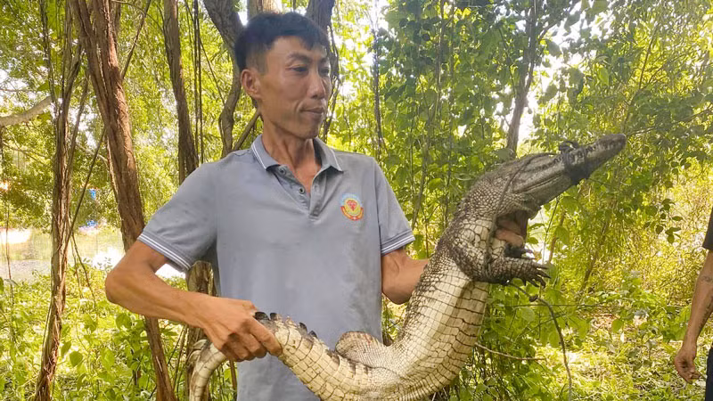 Lực lượng chức năng tiếp tục bắt thêm cá sấu xổng chuồng ở Công viên văn hóa An Hòa.