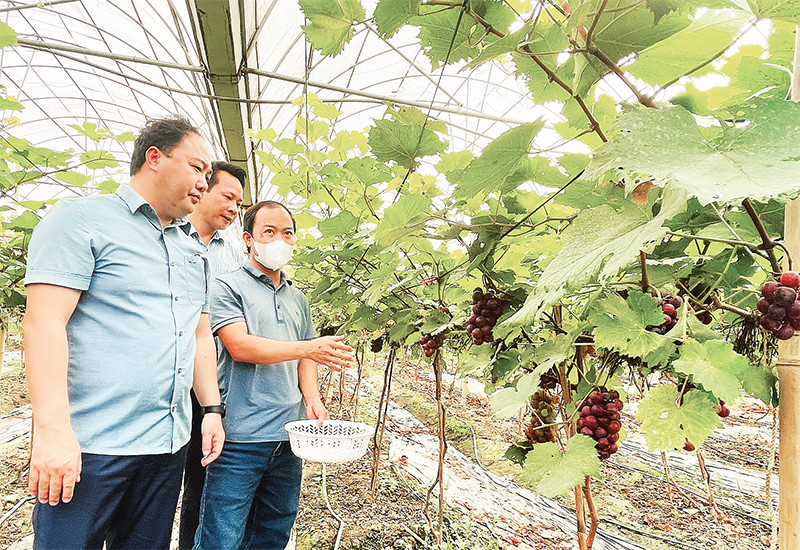 Anh Lục Vân Anh (người đeo khẩu trang) giới thiệu sản phẩm nho đen trong nhà lưới với Chủ tịch Hội Nông dân tỉnh Yên Bái.