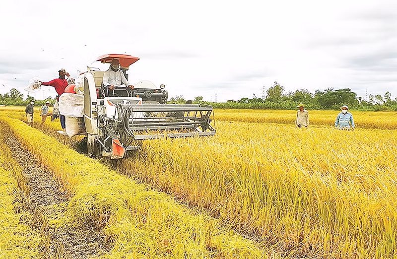 Thu hoạch lúa hữu cơ bằng máy móc hiện đại, góp phần giảm chi phí, tăng sản lượng.