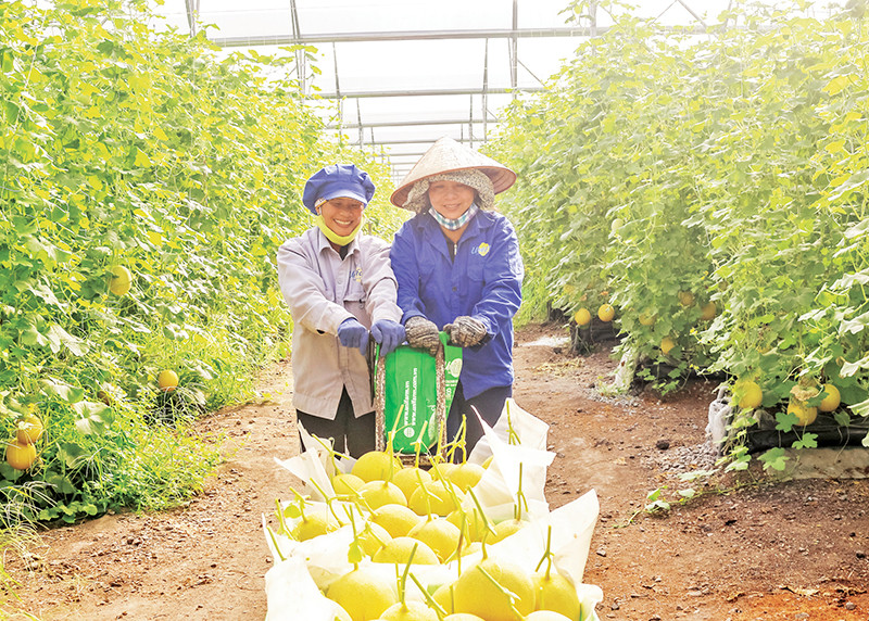 Thu hoạch dưa lưới tại Khu Nông nghiệp ứng dụng công nghệ cao An Thái do Unifarm đầu tư ở Bình Dương.