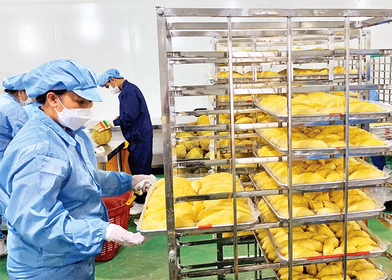 Một cơ sở chế biến sầu riêng ở Đồng Nai.