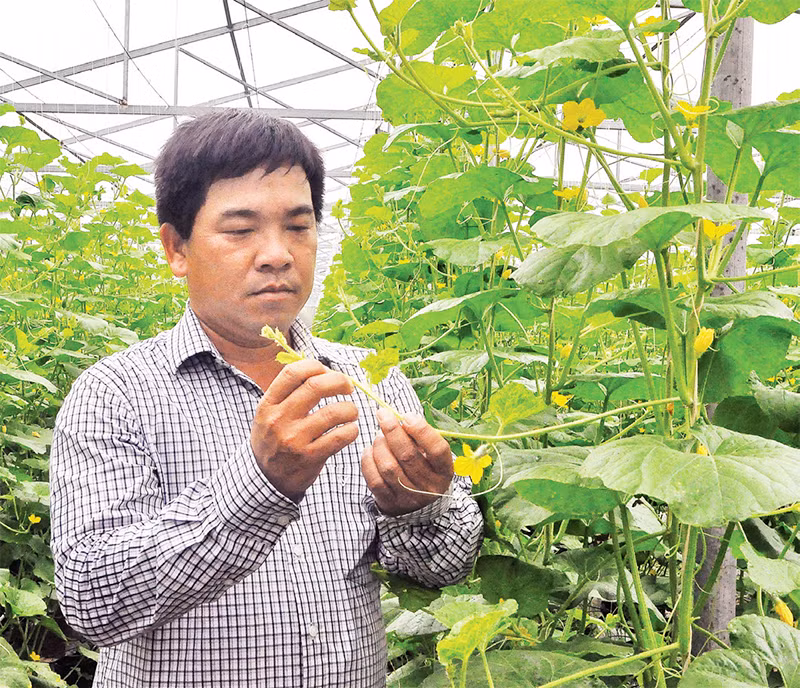 Sản xuất nông nghiệp công nghệ cao ở tỉnh Tiền Giang. Sản xuất nông nghiệp công nghệ cao ở tỉnh Tiền Giang.