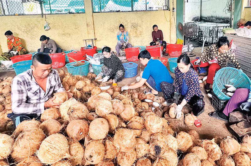 Sơ chế dừa tại Hợp tác xã nông nghiệp Thới Thạnh, huyện Thạnh Phú (Bến Tre).