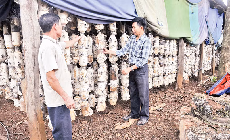 Mô hình trồng nấm của ông Nguyễn Văn Luân (bên trái) (thôn 5, xã Tâm Thắng, huyện Cư Jút) cho thu nhập hàng trăm triệu đồng mỗi năm.