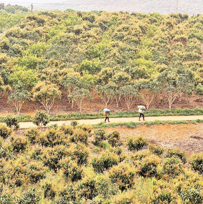 Hoa xoài bung nở trên vùng đồi của xã Hát Lót, huyện Mai Sơn.