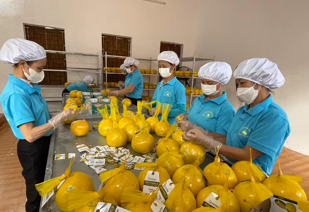 Công nhân Công ty RYB đóng túi lưới và gắn mác bưởi trước khi xuất khẩu sang Anh Quốc.