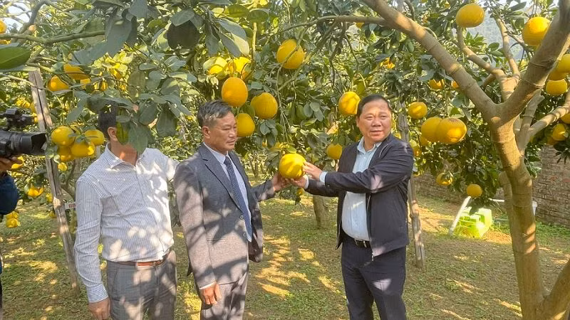 Bí thư Tỉnh ủy Hòa Bình Nguyễn Phi Long (phải) thăm vườn bưởi tại huyện Yên Thủy.