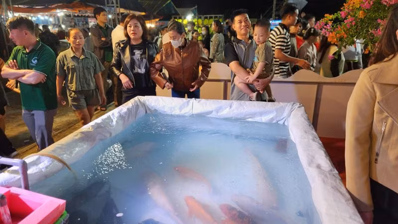 Đông đảo nhân dân thích thú với các loài cá sông Đà được trưng bày tại Lễ hội.