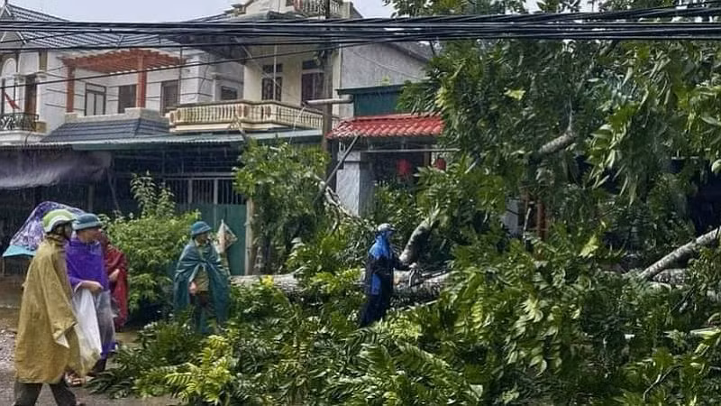 Mưa bão làm đổ nhiều cây cối trên địa bàn tỉnh Hòa Bình.