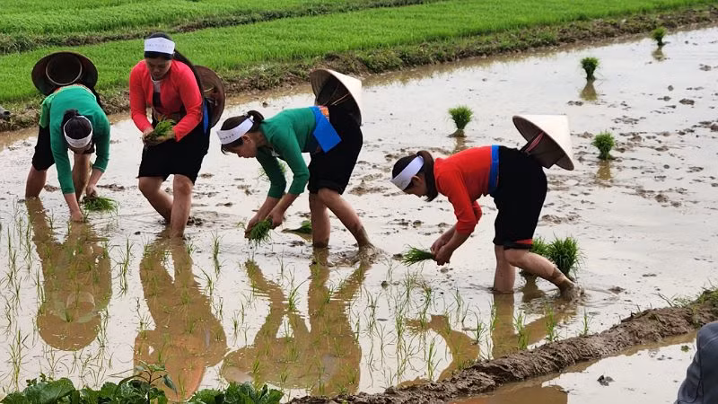 Lễ hội xuống đồng gắn liền với nền nông nghiệp lúa nước mong một năm mùa màng bội thu.