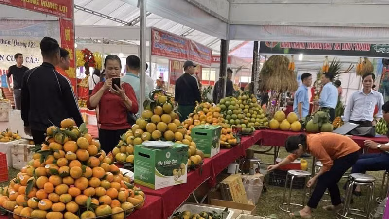 Cam Cao Phong là một trong những sản phẩm OCOP nổi tiếng của Hòa Bình.