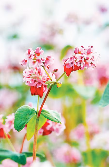 Cánh hoa mong manh, thuần khiết tạo khung cảnh nên thơ, hùng vĩ.