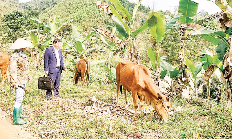 Đến nay, Dự án hỗ trợ chăn nuôi bò sinh sản ở hai xã Tân Dương và Tân Định, huyện Định Hóa có hơn 87% số bò cái đã sinh bê con.