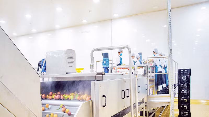 Dây chuyền chế biến hoa quả của DOVECO.
