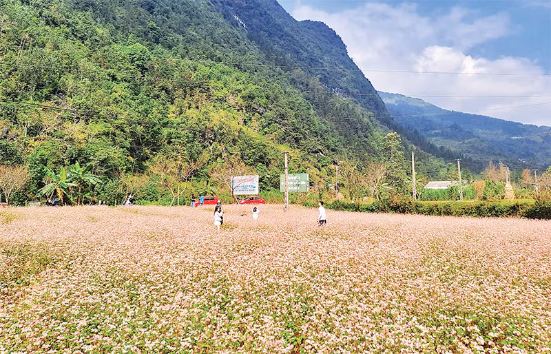 Hằng năm, các địa phương hỗ trợ giống cho người dân trồng cây tam giác mạch phục vụ khách du lịch.