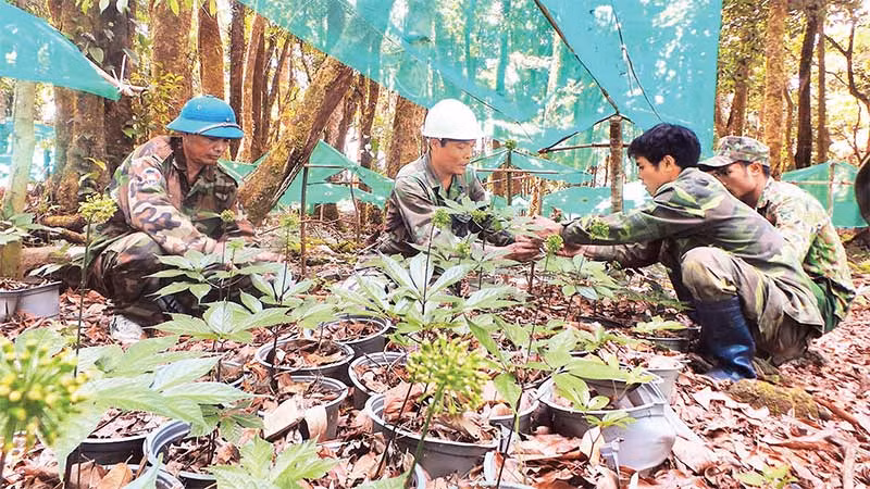 Trồng sâm Ngọc Linh trong rừng già tại xã Măng Ri, huyện Tu Mơ Rông.