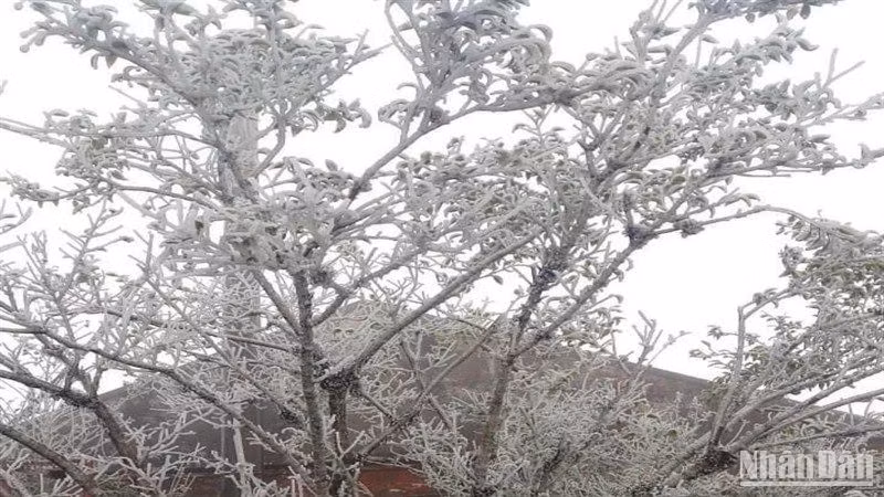 Băng giá bao phủ trắng xóa đỉnh núi Phja Oắc, xã Thành Công, huyện Nguyên Bình, tỉnh Cao Bằng.