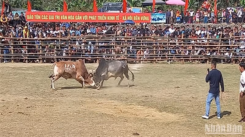 Một trận chọi bò kịch tính, cân tài, cân sức.